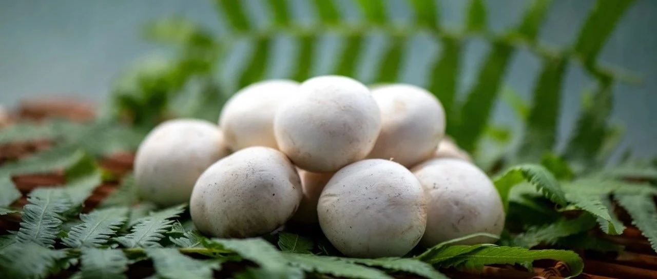 一顆白蘑菇年銷5億的“財富密碼”！江蘇裕灌9月亮相SIAL西雅展