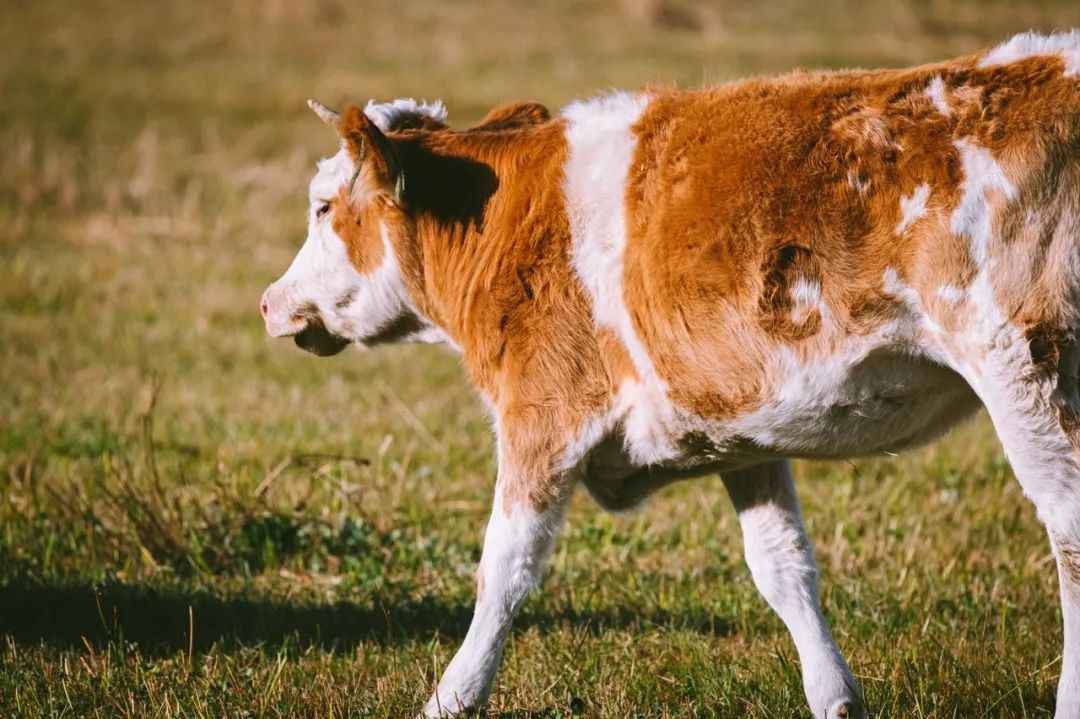 SIAL西雅國(guó)際食品展